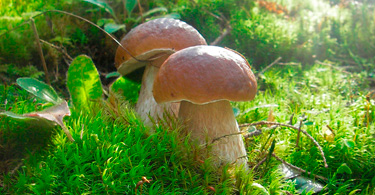 Отравление белыми грибами