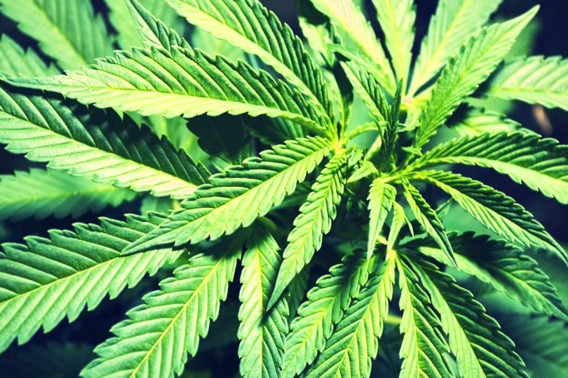 Чем пахнет дым марихуаны семена конопли результаты