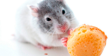 Отравление крысиным ядом